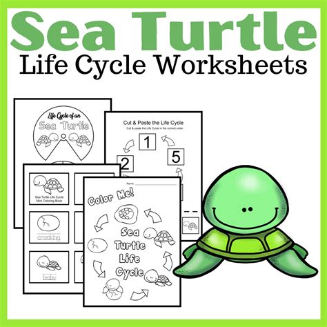 Sea Turtle Life Cycle for Kids