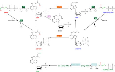 The biosynthesis of isoprenoid cytokinins. Abbreviation of enzymes: IPT ...