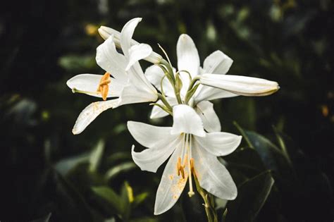 How To Take Care Of A Lily Plant Indoors? - Green Packs