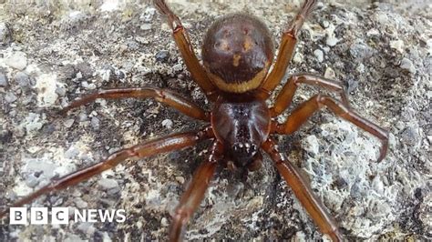 False widow spiders: Mum's warning after baby is bitten - BBC News