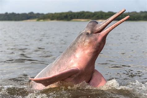 Pink Dolphins Amazon River