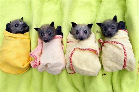 Orphaned baby bats which are rescued are wrapped snugly in blankets to ...