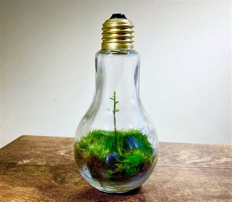 LIVE Terrarium Small Lightbulb Style Living Terrarium Not | Etsy