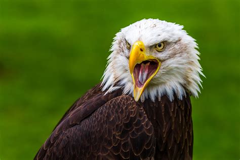 Bald Eagle Beak Bird Bird Of Prey Eagle Wildlife Wallpaper - Resolution:2000x1333 - ID:1172006 ...