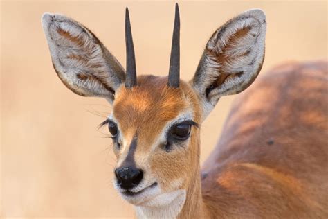 Steenbok {Raphicerus campestris}