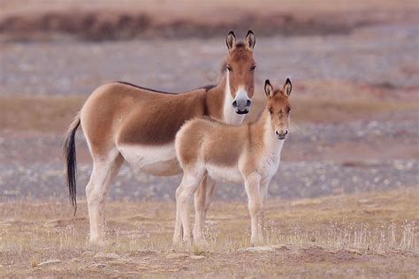 What Animals Live In Tibet? - WorldAtlas