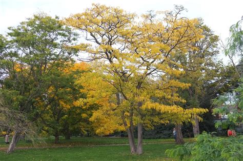 Gleditsia - Trees and Shrubs Online