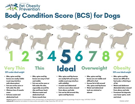 Body Weight Scale Chart