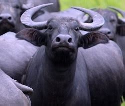 Water Buffalo meat is a delicacy enjoyed on a regular basis in certain ...