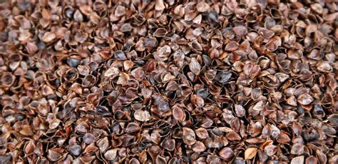 Benefits and Side Effects of Buckwheat Pillows: What You Should Know