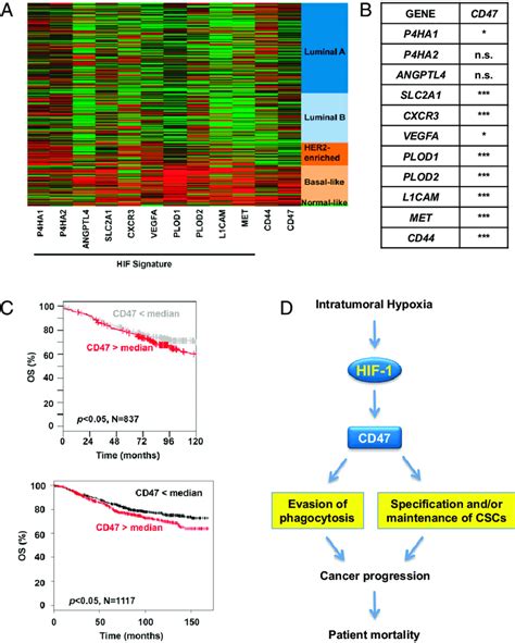 CD47 expression in primary human breast cancers is associated with HIF ...