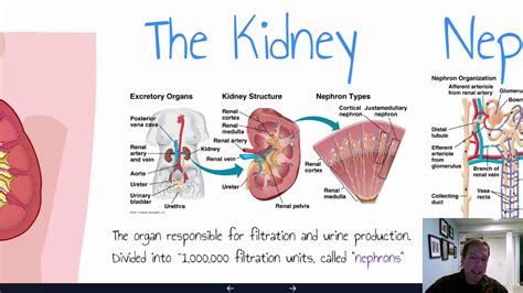 Kidney and Osmoregulation - YouTube