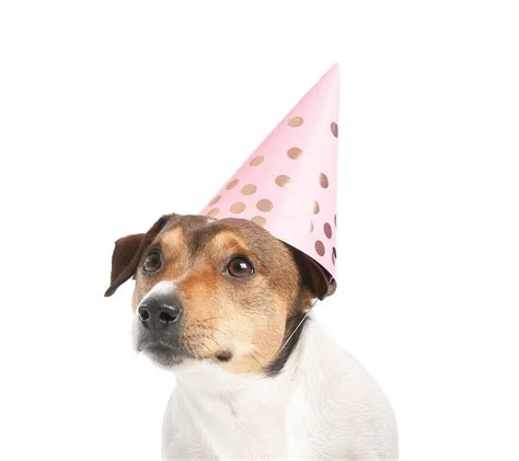 Dog party hat Stock Photos, Royalty Free Dog party hat Images ...