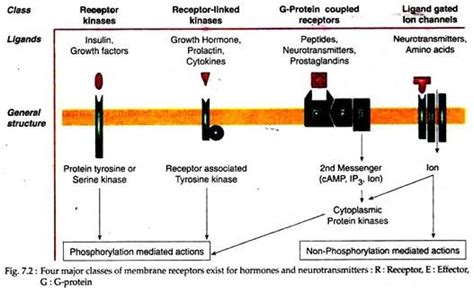 4 Major Classes of Membrane Receptors | Hormone Receptor