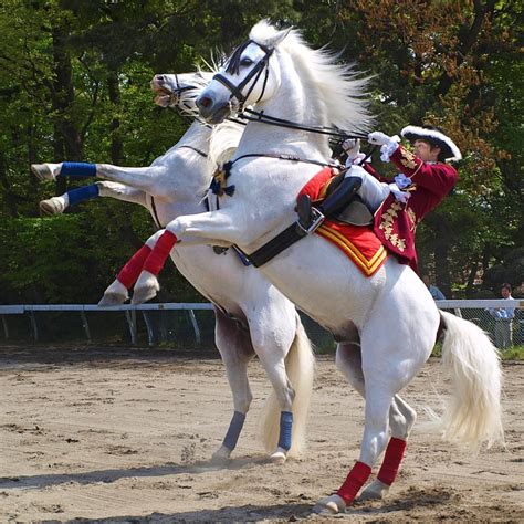 Andalusian horse performance | Best viewed large. | tanakawho | Flickr