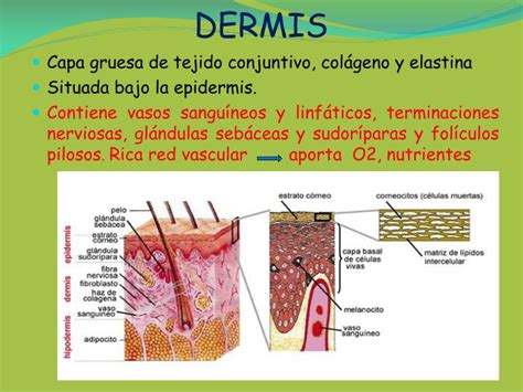 Estructura De La Dermis