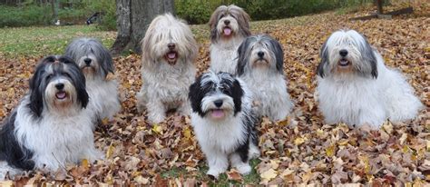 [7+] 6 Months Old Cheap Polish Lowland Sheepdogs Dog Puppy For Sale Or Adoption Near Me | @Sofa ...