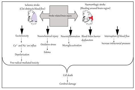 Hemorrhagic Stroke Pathophysiology