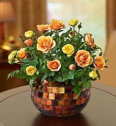 Guide for Growing Miniature Roses Indoors - Miniature Rose Care | Rose care, Planting roses ...