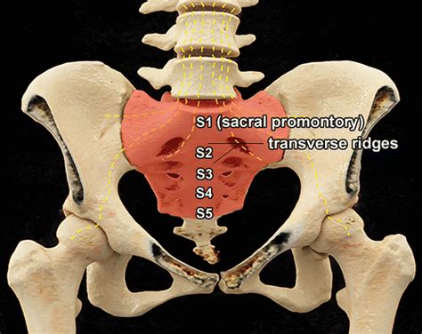 Sacral Fracture Classification