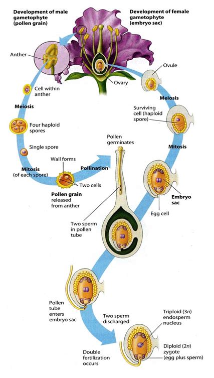 Fertilisasi Pada Tumbuhan – Ujian