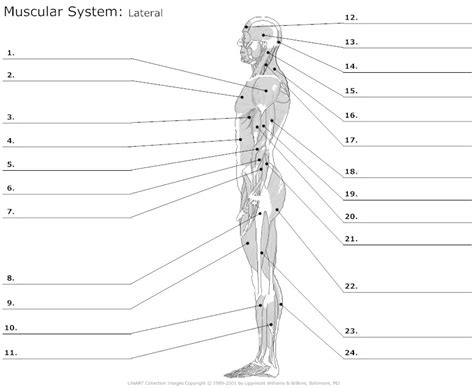 15 Muscle Labeling Worksheets Answers And Blanks / worksheeto.com