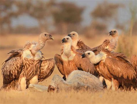 In photos: A book shows the Thar desert’s rich biodiversity through a ...