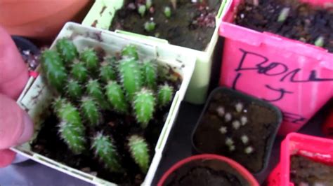 Succulent Vs Cactus Soil - Best Succulent Ideas