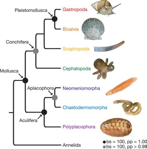 Classification of Mollusca - PNOSM