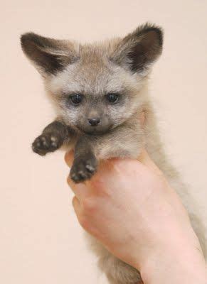 bat-eared fox kit | Cute animals, Animals beautiful, Animals wild