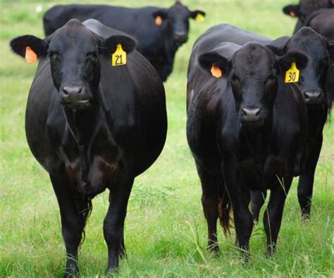 Two Black Angus Cows - B. Thomas Photo Research | Cow, Cattle, Cattle for sale