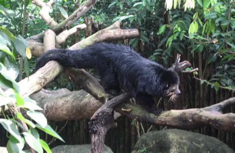 Binturong - Description, Habitat, Image, Diet, and Interesting Facts