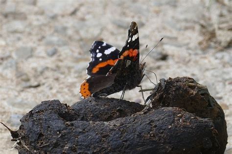 Butterfly on Poo | This butterfly seemed very keen on this h… | Flickr