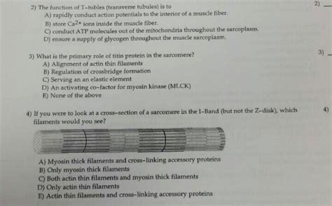 The Function of Transverse Tubules Is to - ColemankruwNunez