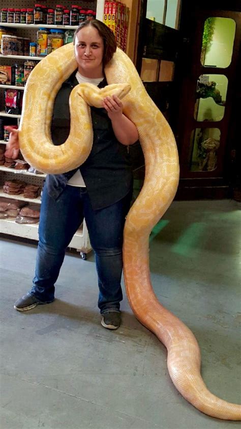 Kristal posing with our huge Albino Burmese Python (Python bivittatus) #igotthis Python Royal ...