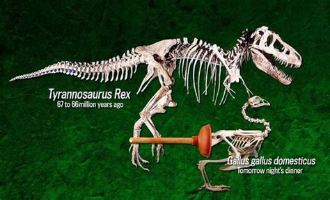 How dinosaurs walked: Experiment uses chicken to show how Tyrannosaurus ...