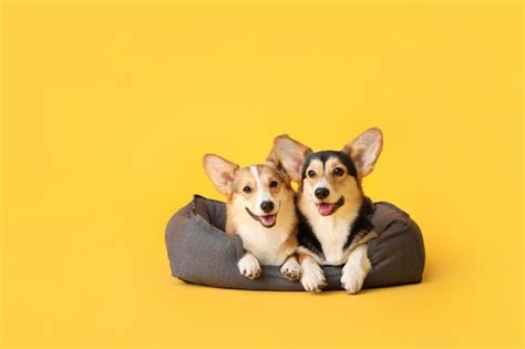 Premium Photo | Corgi dogs with pet bed on color yellow background