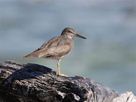 Avithera: Coral Cay Island Birds – Great Barrier Reef – Part 5 Other ...