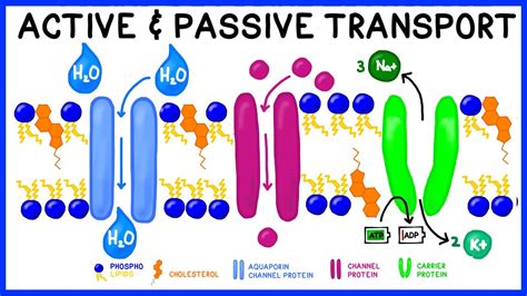 Passive Transport Examples For Kids