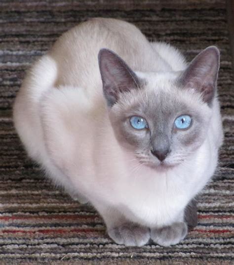 Pin on Tonkinese cat