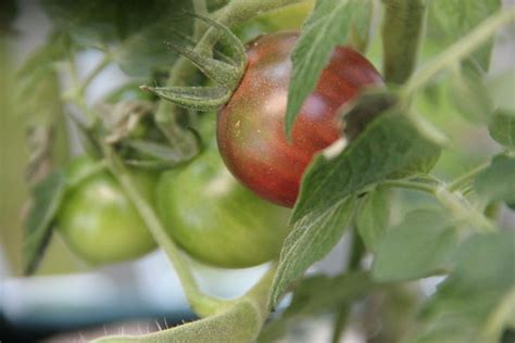 IMG_5160-black-cherry-tomato | Keith Simmons | Flickr