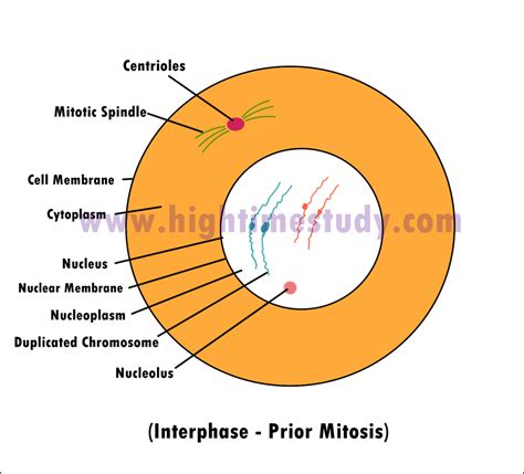 Labeled Diagram Of Interphase