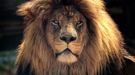 1920x1080 4k Lion Hd Laptop Full HD 1080P HD 4k Wallpapers, Images, Backgrounds, Photos and Pictures