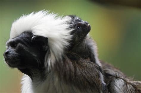 Cottontop Tamarin Baby Masters Cute in Just Two Weeks' Time | POPSUGAR Pets