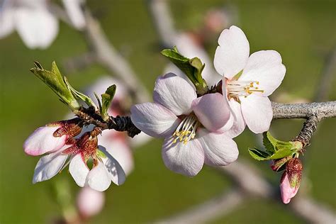 The Light Seed: The Almond Tree: the promise and the beauty, a symbol of resurrection