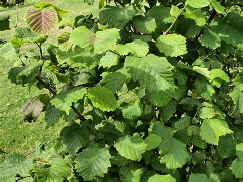 Raw Edible Plants: Hazelnut (Corylus avellana)