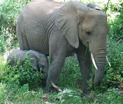 Encyclopaedia of Babies of Beautiful Wild Animals: Best pictures and photographs of 2011