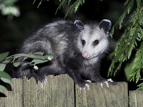 Virginia Opossum Facts: Animals of North America - WorldAtlas.com