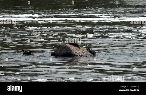 Wetland reptiles Stock Videos & Footage - HD and 4K Video Clips - Alamy