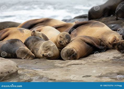 Baby Sea Lion Pups Sleeping on the Rocks Stock Photo - Image of pacific ...